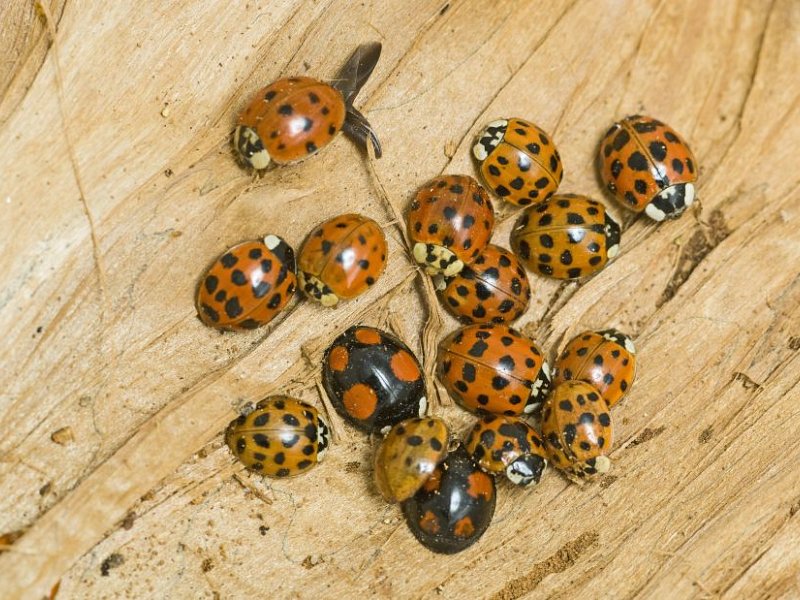 When is a ladybird not a ladybird?